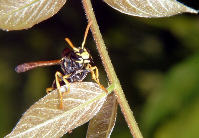 Polistes bruca